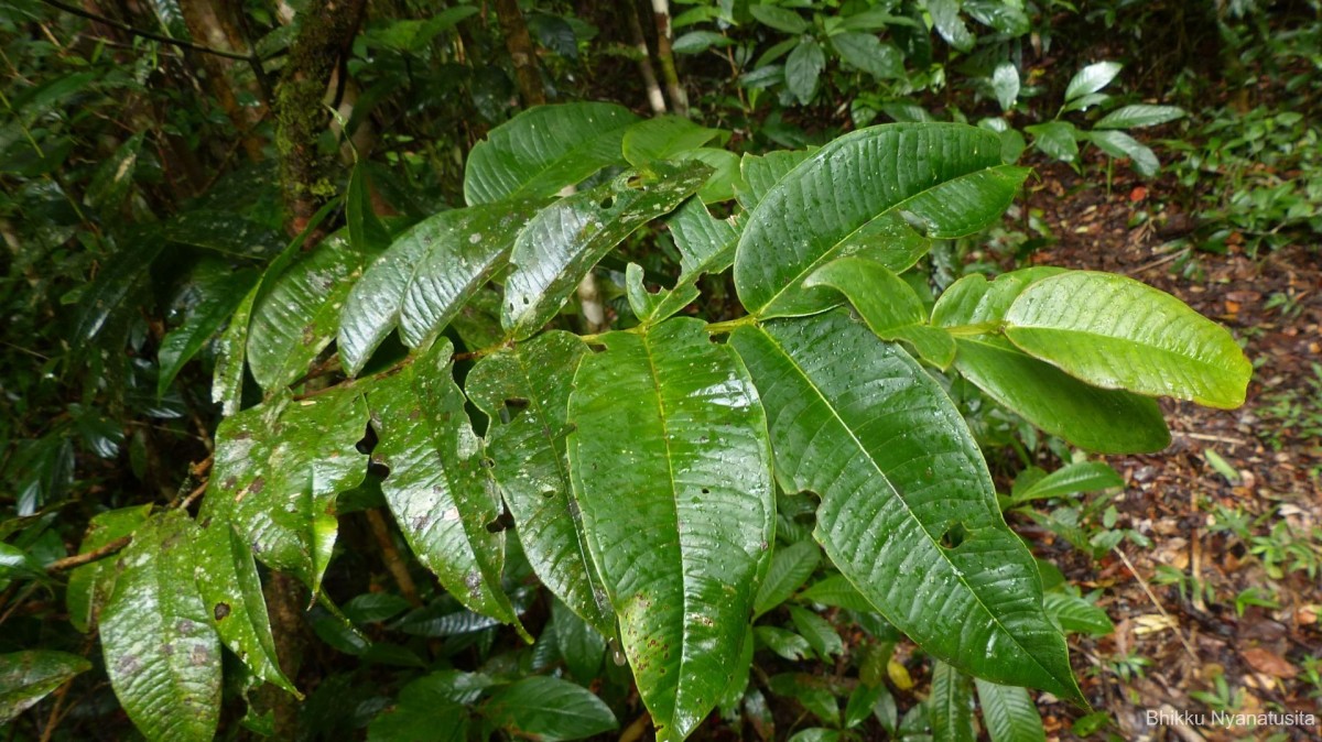 Axinandra zeylanica Thwaites